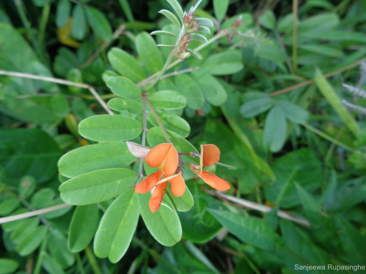 Tephrosia tinctoria (L.) Pers.